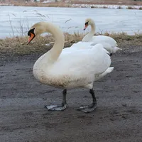 schwaene_foto_kostenlos_20210123_1506142094.jpg