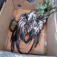 Greifvogel.jpg